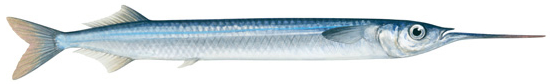 southern garfish swainston.png